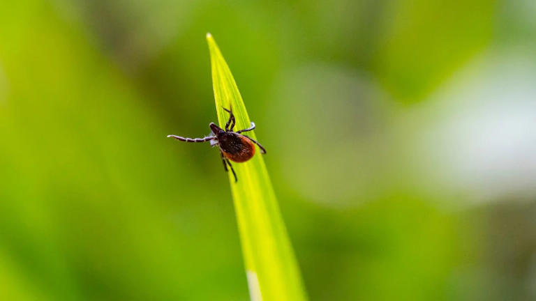 ¿Qué es la enfermedad de Lyme y cómo se trata?