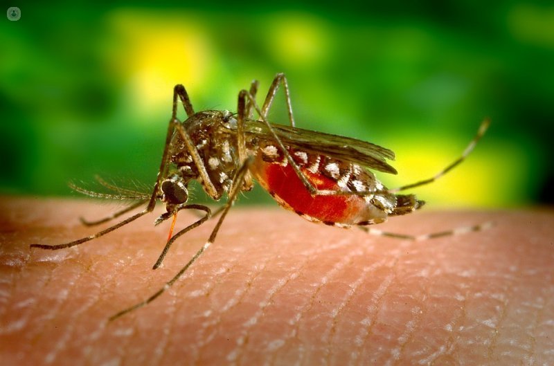 ¿Por qué algunas personas atraen más a los mosquitos que otras?