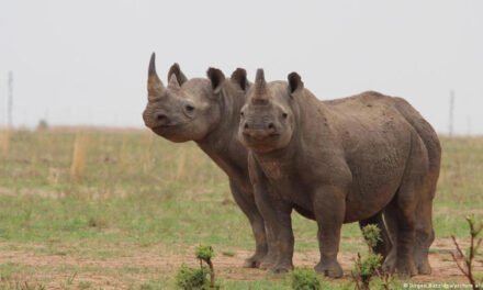 Inyectan material radiactivo en los cuernos de los rinocerontes para disuadir a los cazadores