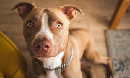 Estudio demuestra que interactuar con perros aumenta las ondas cerebrales ligadas al alivio del estrés