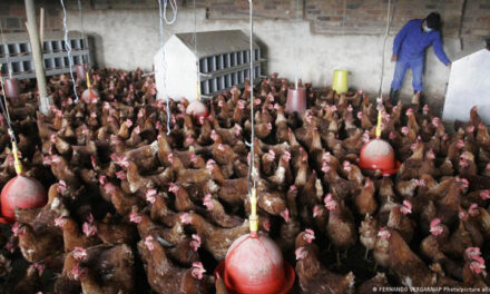 Gripe aviar: ¿está preparada América Latina para nuevas pandemias?