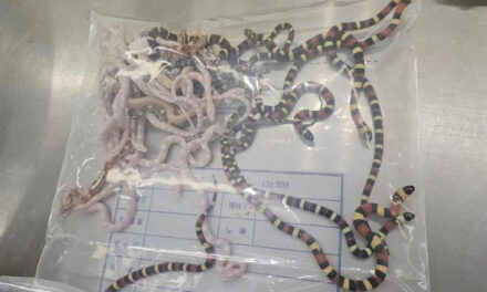 Detienen a un hombre por contrabandear más de 100 serpientes vivas en el pantalón