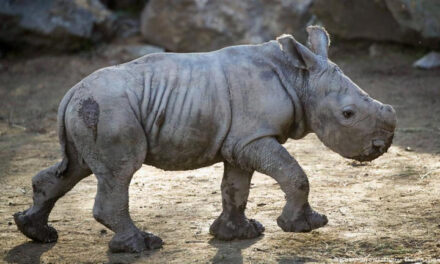 ¡Se llama Silverio! Nace en Chile el tercer rinoceronte blanco de toda Sudamérica