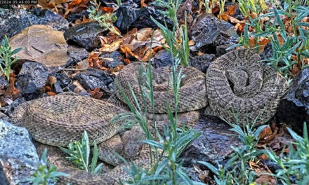 Cámara web observa cientos de víboras de cascabel en “mega madriguera” de Colorado