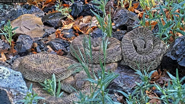 Cámara web observa cientos de víboras de cascabel en “mega madriguera” de Colorado