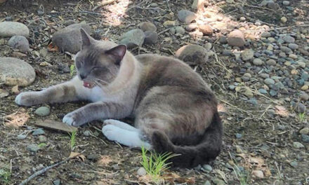 La misteriosa travesía de 2 meses y 1.287 kilómetros (900 millas) de un gato californiano extraviado