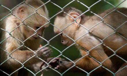 Huyen 40 monos de un centro de investigación en Carolina del Sur: “No intenten llevar estos animales a casa”