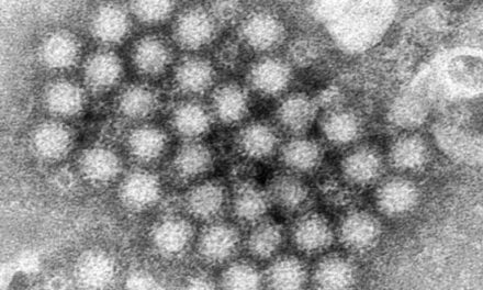 El norovirus regresa con fuerza y los casos en Estados Unidos aumentan notablemente