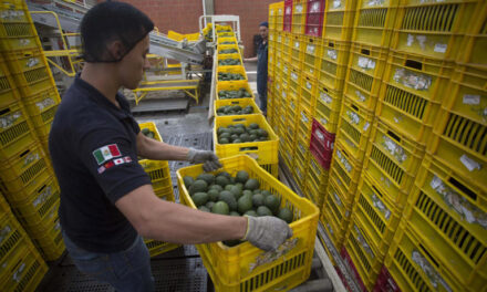 Productores mexicanos de aguacate exportarán unas 110.000 toneladas para el Super Bowl LIX