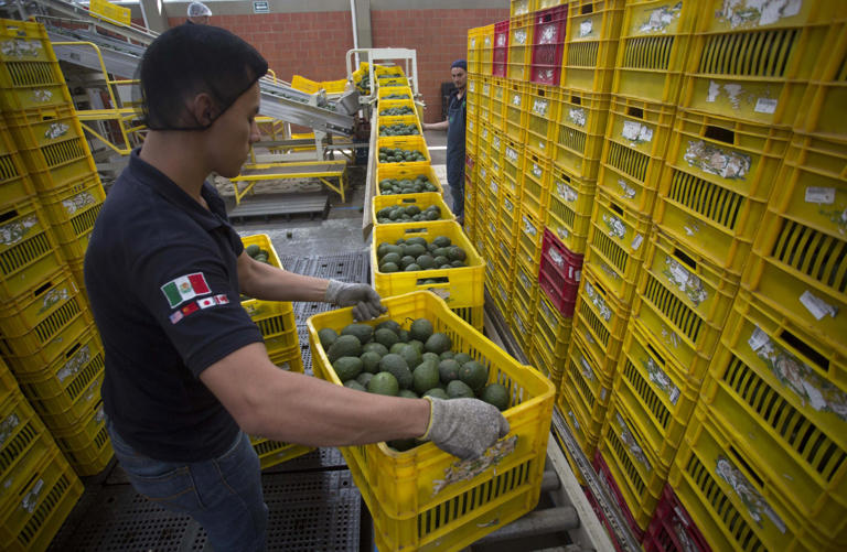 Productores mexicanos de aguacate exportarán unas 110.000 toneladas para el Super Bowl LIX